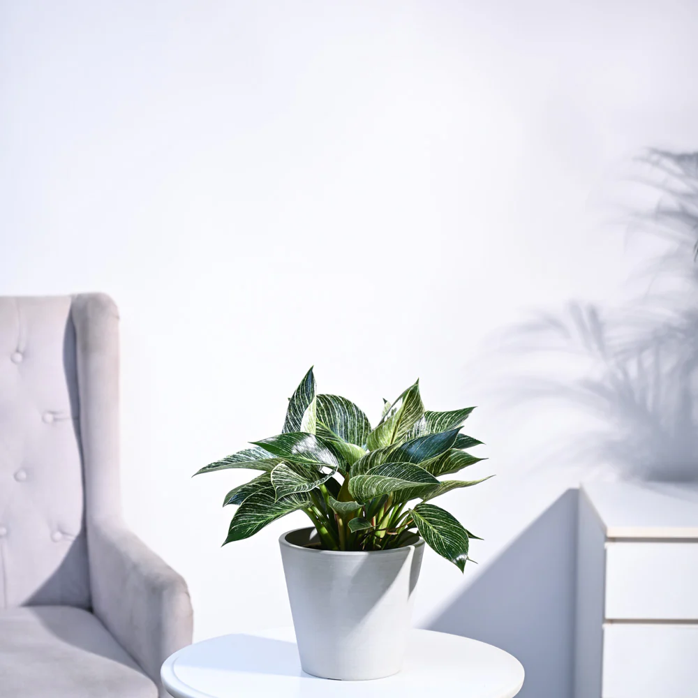Product image 87