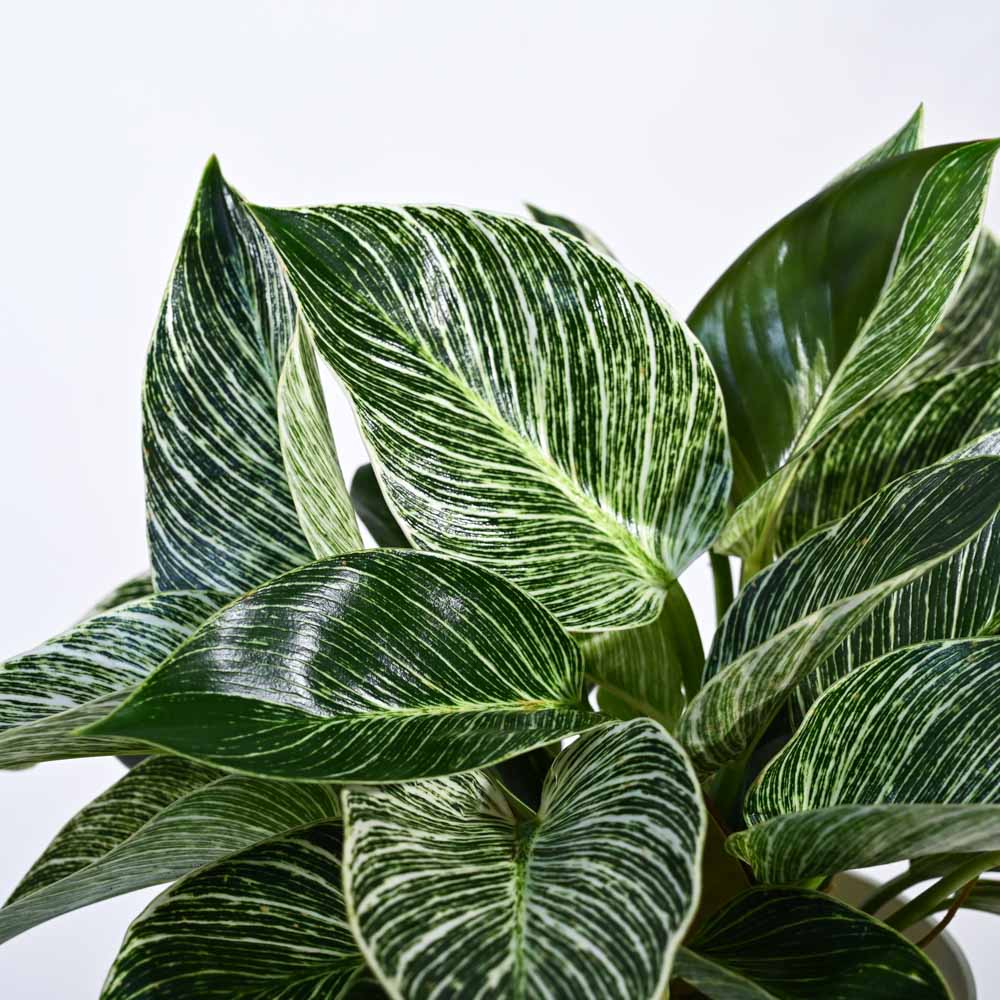 Product image 88