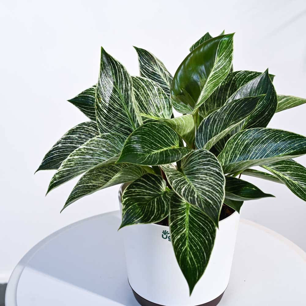 Product image 91