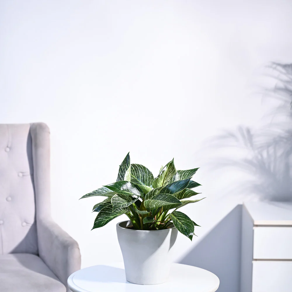 Product image 97