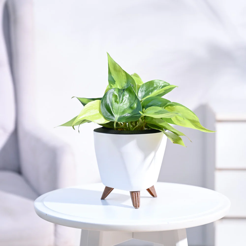 Trending Plants 2024