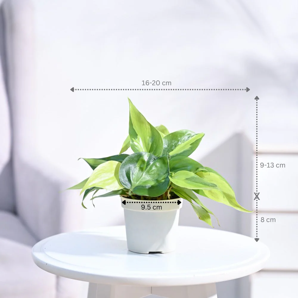Product image 49