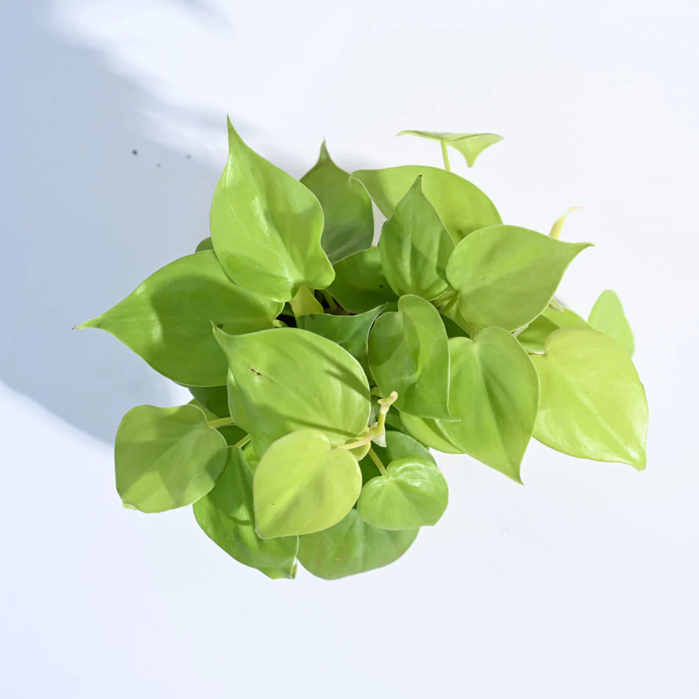 Product image 90