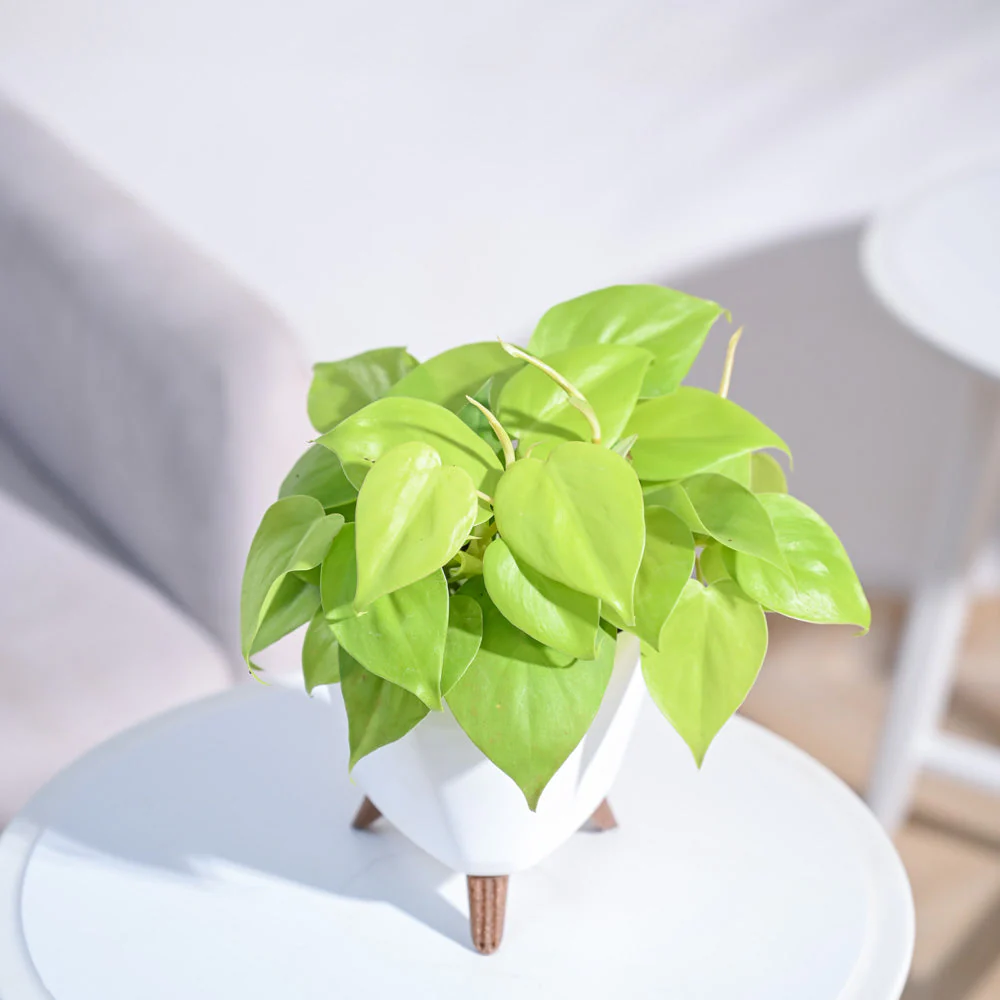 Product image 96