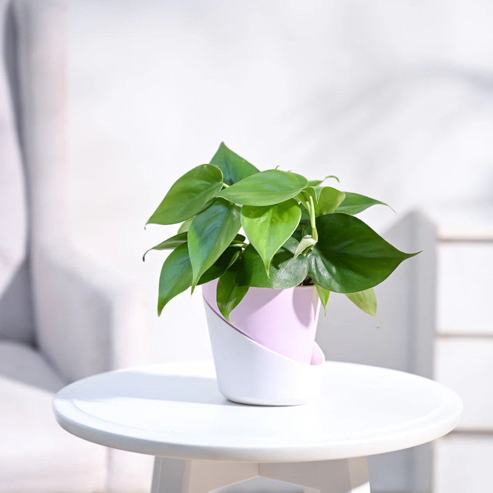 Product image 101