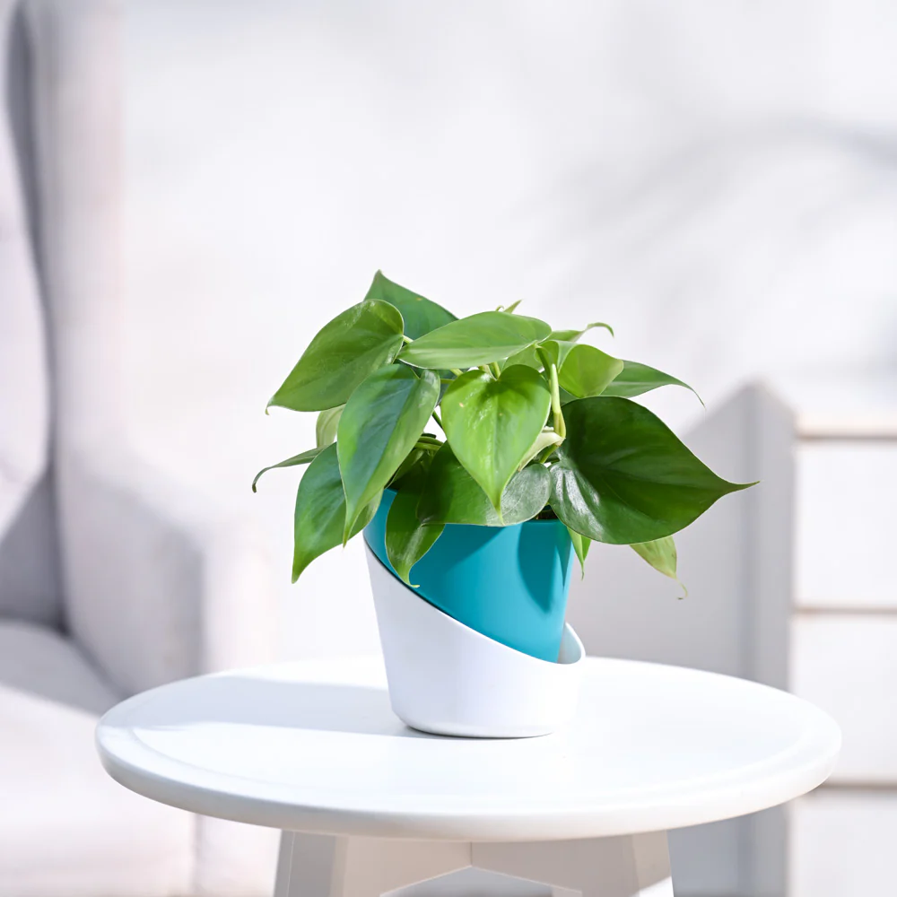Product image 96