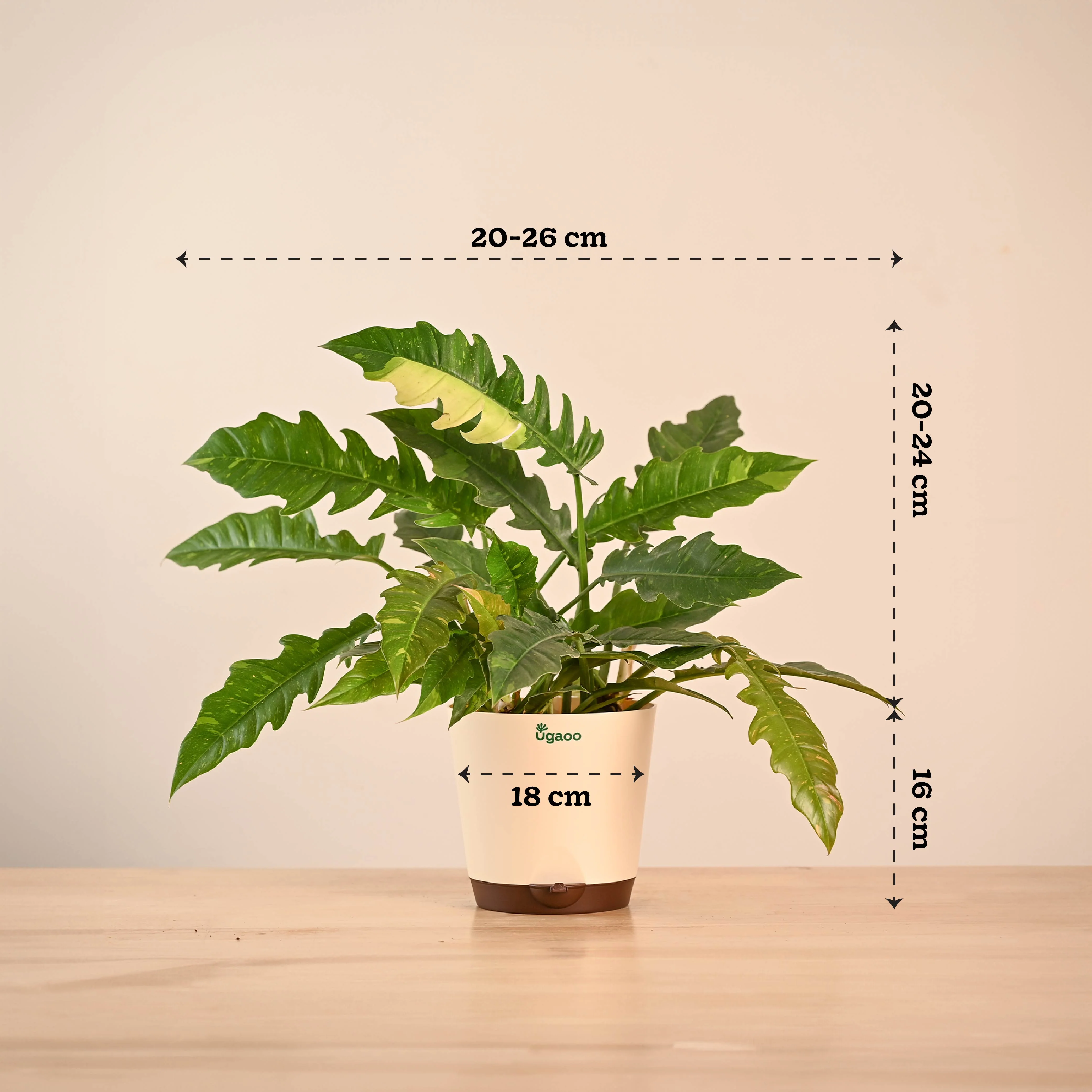 Product image 41