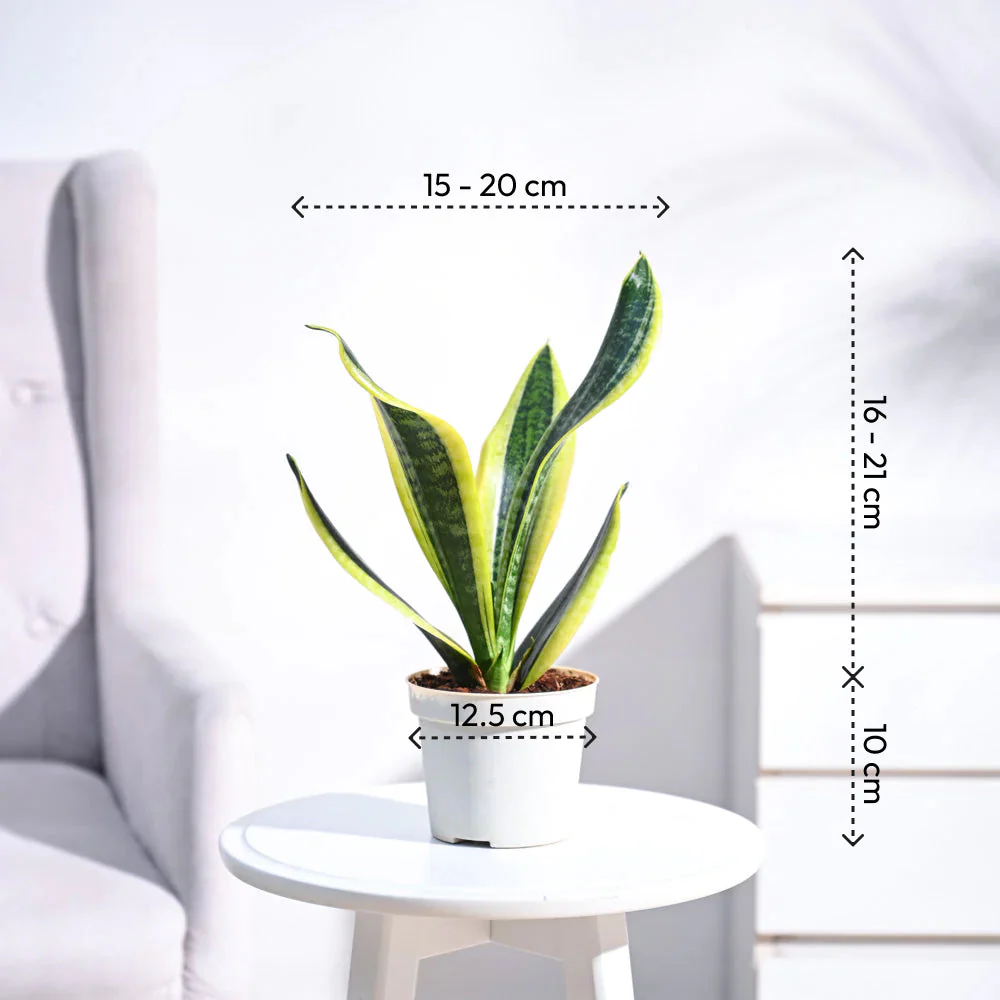 Product image 41