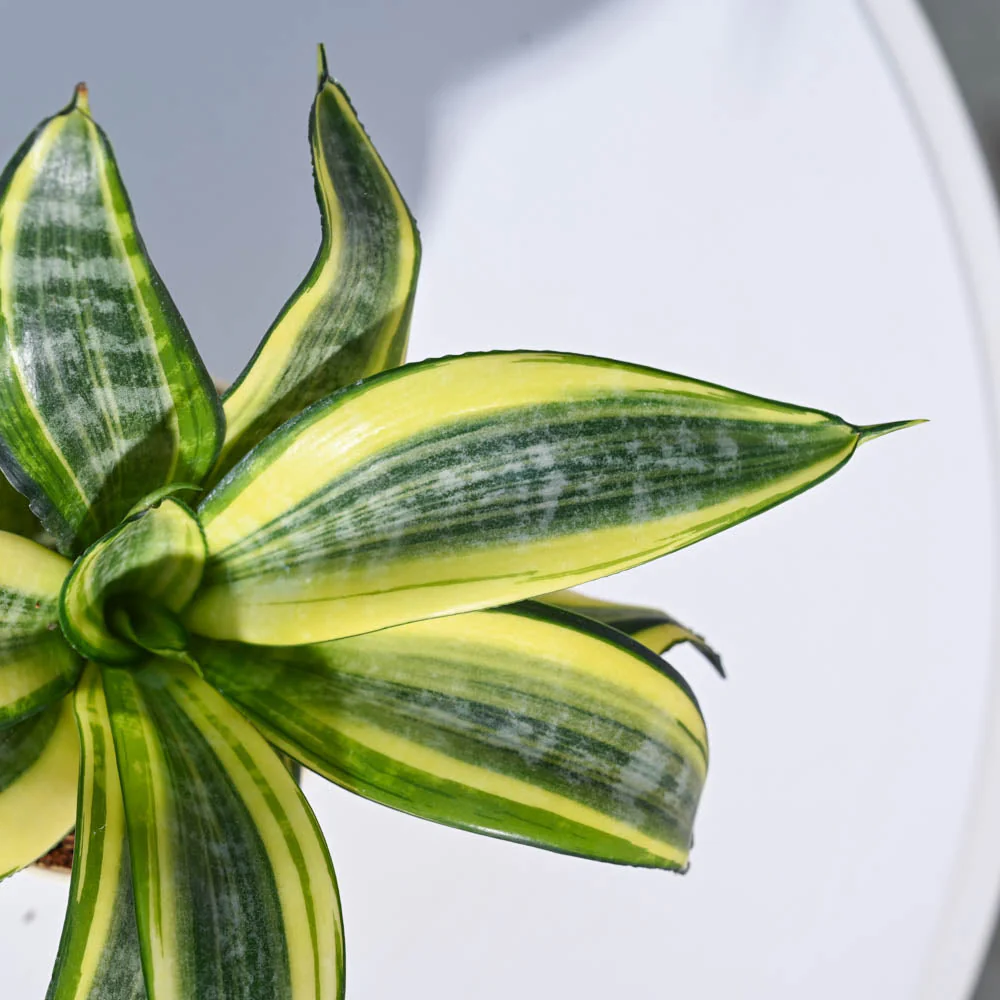 Product image 49