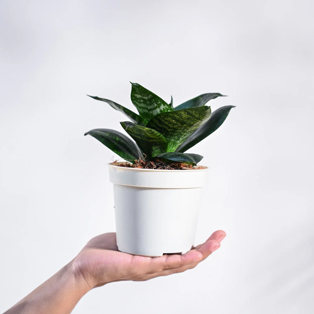 Product image 90