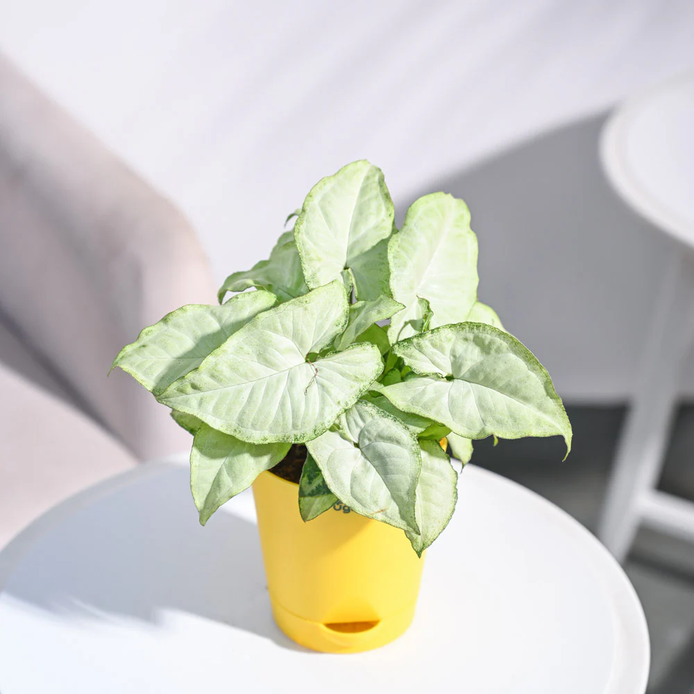 Product image 77